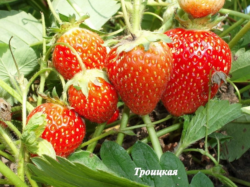 Земляника (клубника) 'Троицкая'
