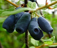 Жимолость съедобная 'Челябинка'