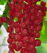 Смородина красная 'Валентиновка'