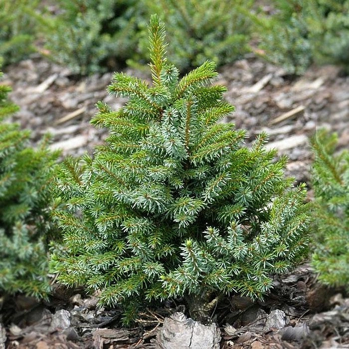 Ель сербская 'Нана'