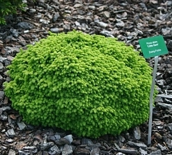 Ель обыкновенная 'Литтл Джем'