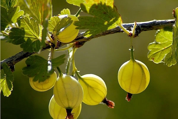 Крыжовник 'Русский желтый'