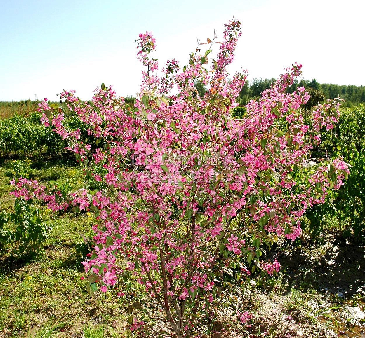 Яблоня декоративная 'Хопа'