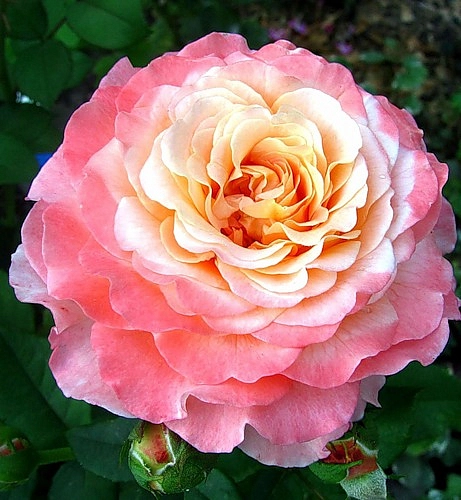 Роза 'Августа Луиза' (чайно-гибридная) (розово - персиковая)