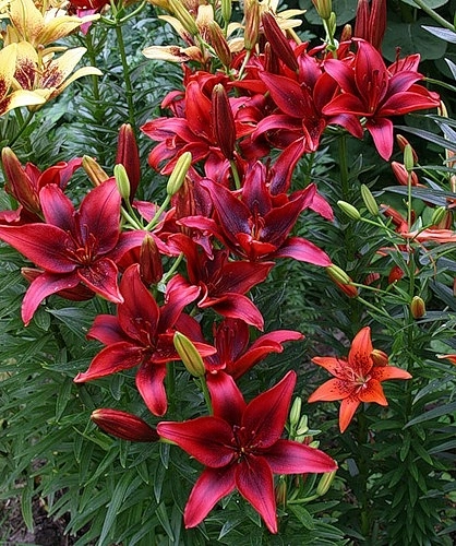 Лилия 'Блек Аут' (вишнево - красная)