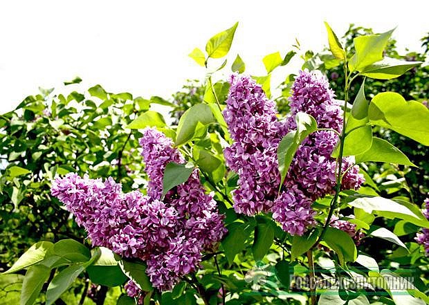 Сирень обыкновенная 'Память о Вехове' (розовая)