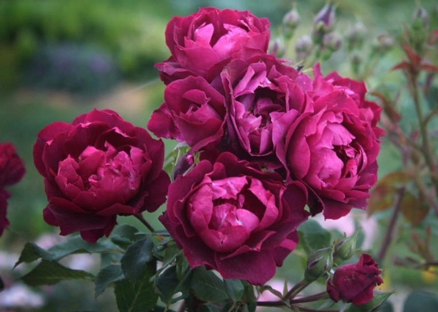 Роза 'Кардинал Хьюм' (шраб, флорибунда) (пурпурный)