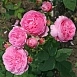 Роза 'Луис Одьер' (парковая) (розовая)