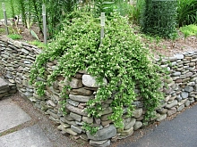 Стефанандра надрезаннолистная 'Танаки'