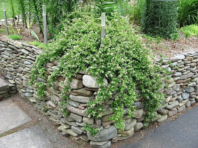 Стефанандра надрезаннолистная 'Танаки'