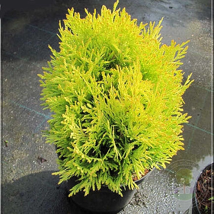 Туя западная 'Давид Лайт'