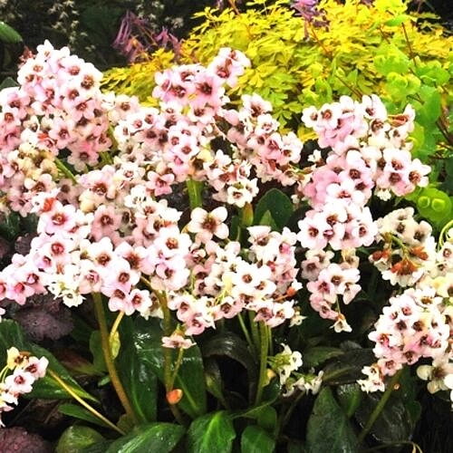 Бадан сердцелистный 'Драгонфлай Энджел Кисс'