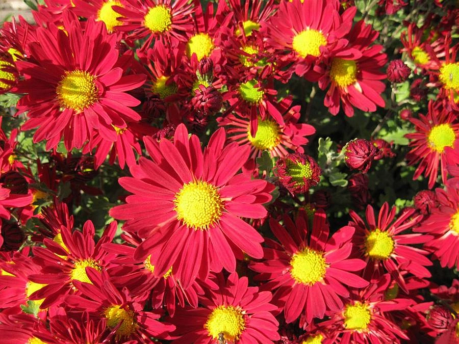 Хризантема корейская 'Ромашка красная'