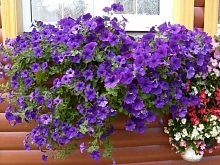 Петуния гибридная 'Вандер Вейв Блю' ампельная (синяя)
