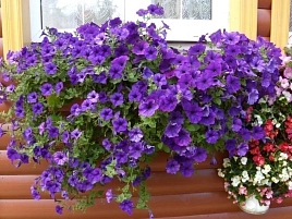 Петуния гибридная 'Вандер Вейв Блю' ампельная (синяя)