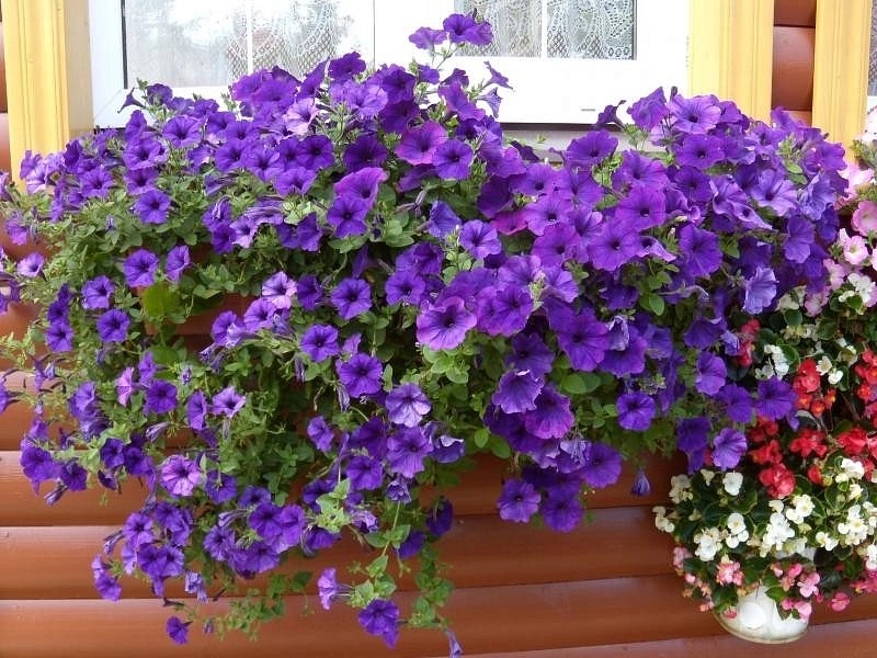 Петуния гибридная 'Вандер Вейв Блю' ампельная (синяя)