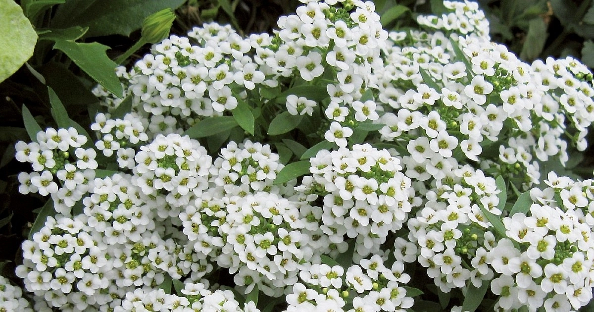 Алиссум морской (Лобулярия) 'Исте Боннет Уайт'