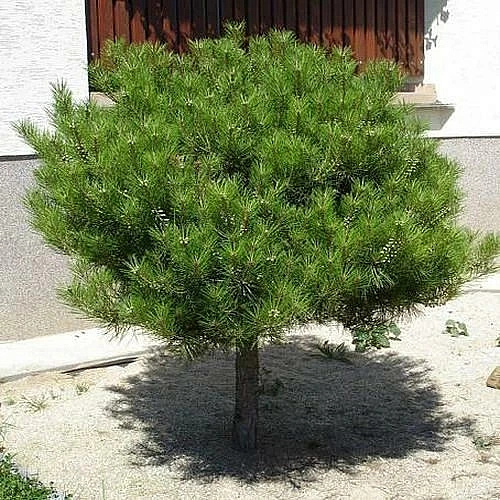 Сосна густоцветная 'Алиса Веркаде'