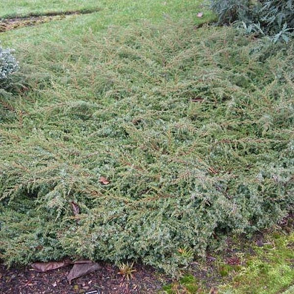 Можжевельник обыкновенный 'Хорнибруки'