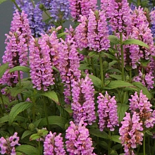 Котовник жильчатый 'Пинк Кет' (розовый)