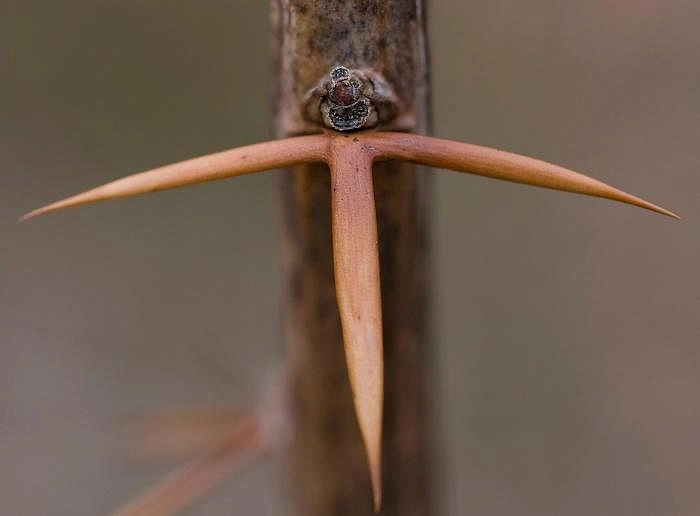 Барбарис обыкновенный