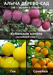 Алыча 'Кубанская комета\ Гек\ Сонейка' Алыча 'Кубанская комета\ Гек\ Сонейка'