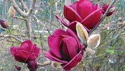 Магнолия 'Блэк Тюлип'