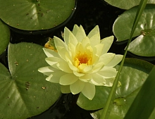 Кувшинка 'Йелоу Сенсейшн'