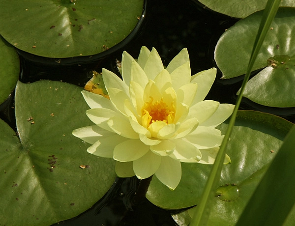 Кувшинка 'Йелоу Сенсейшн'