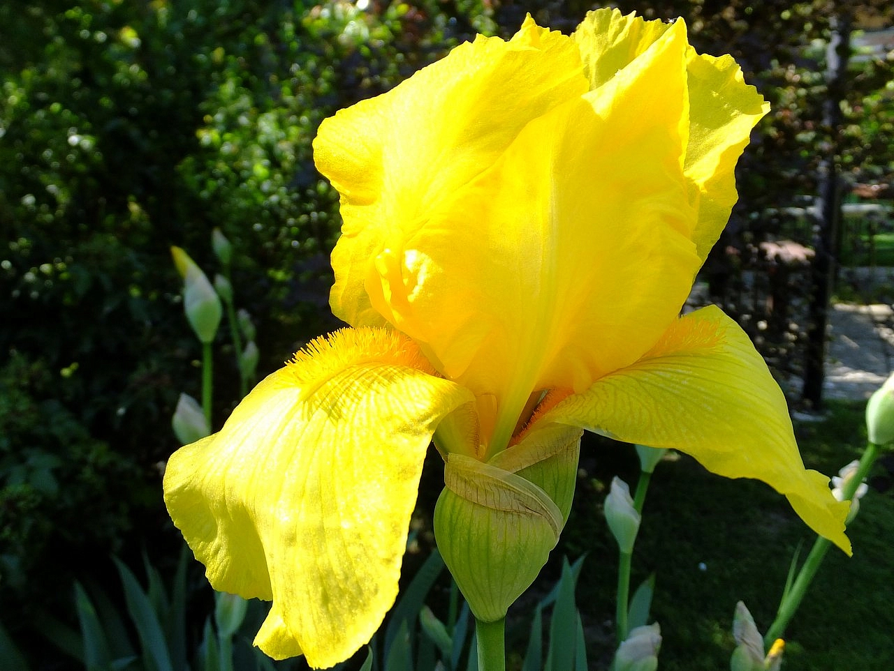 Ирис германский (бородатый) 'Олимпийский'