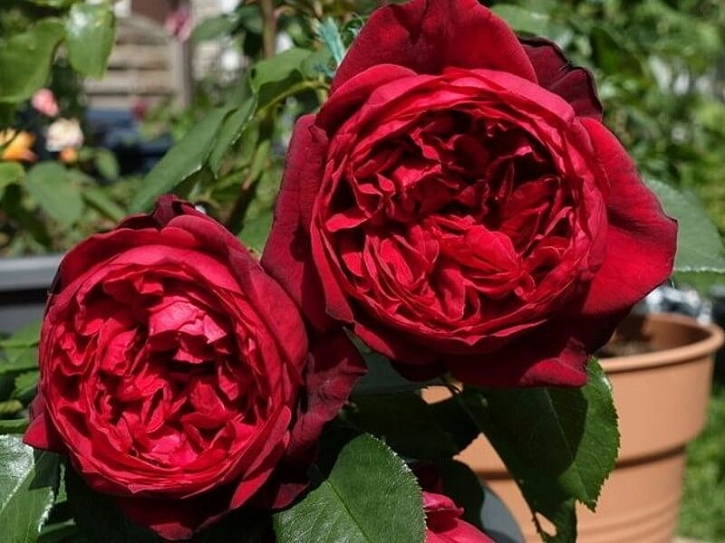 Роза 'Адмирал' (чайно-гибридная) (красная)