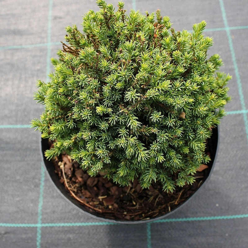 Ель сизая (канадская, белая) 'Блу Планет'