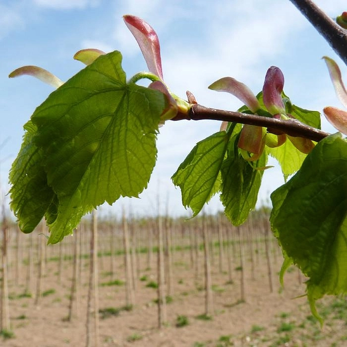 Липа мелколистная (сердцелистная) 'Гринспайер'