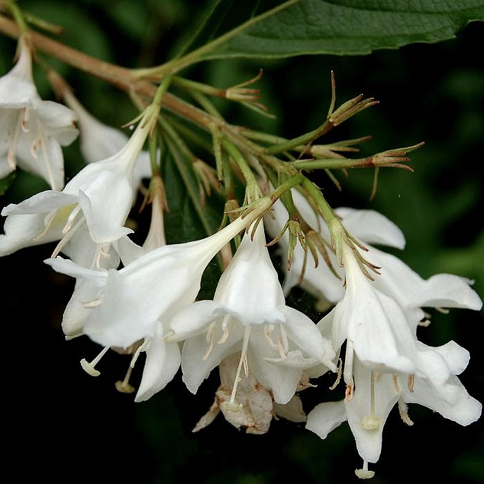 Вейгела 'Кандида'