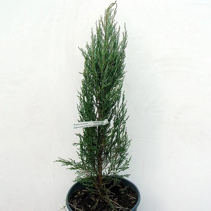 Можжевельник скальный 'Блу Арроу'