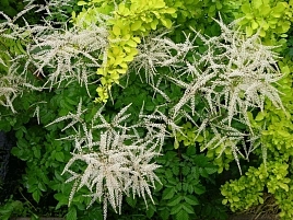 Волжанка гибридная 'Мисти Лейс' 