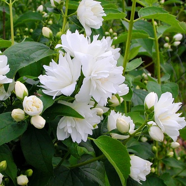 Чубушник венечный 'Жирандоль'