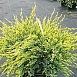 Можжевельник чешуйчатый 'Холгер'