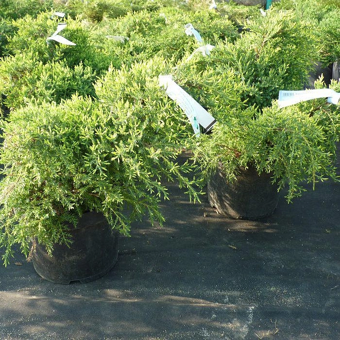 Можжевельник пфитцериана 'Голд Стар'