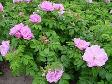 Роза ругоза 'Цверг' (розовая)