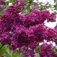Сирень обыкновенная 'Памяти Людвига Шпета' (фиолетово - розовая)