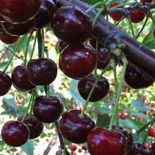 Дюк 'Надежда'