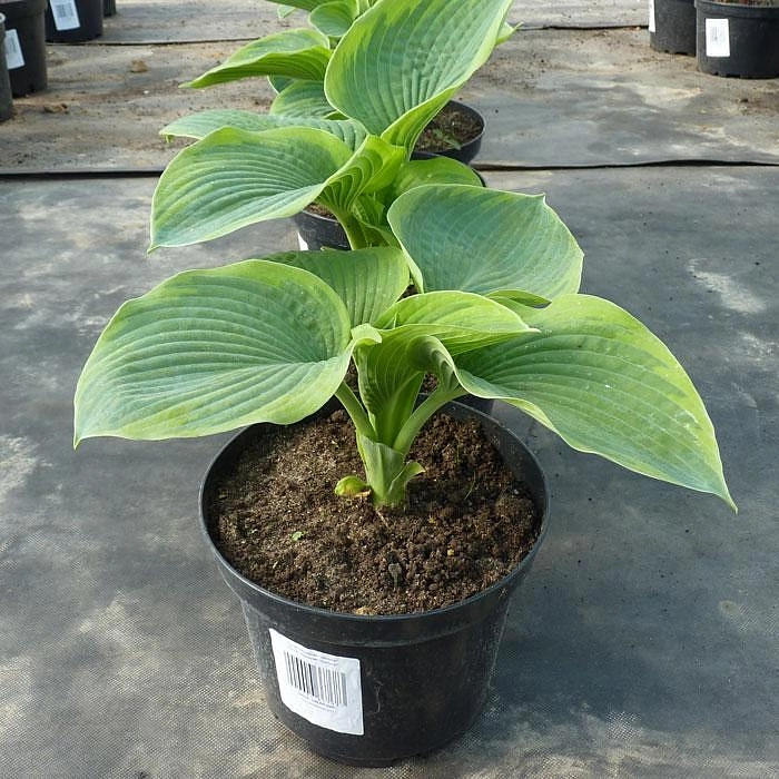 Хоста гибридная (вздутая, волнистая) 'Самурай'