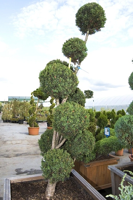 Тис ягодный 'Оверейндери' бонсай