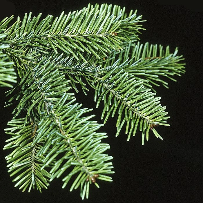 Пихта бальзамическая 'Нана'