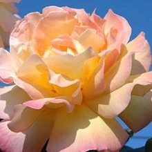 Роза 'Мадам Мейланд' (чайно-гибридная) (желто - розовая)