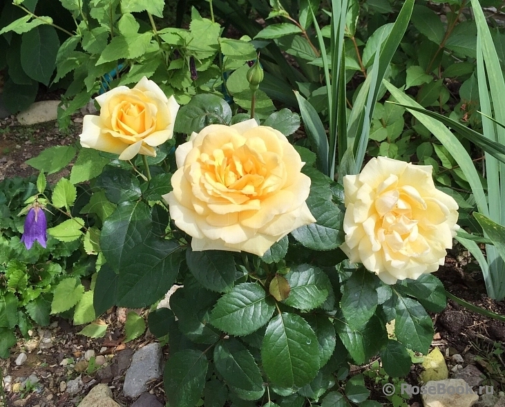 Роза 'Винтре Сан' (чайно-гибридная) (желтая)