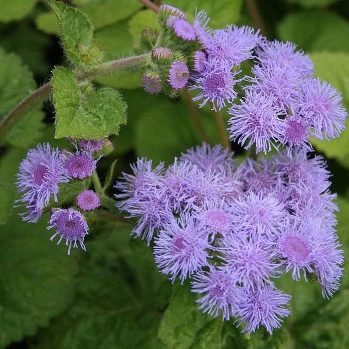 Агератум Хоустона Перл Блу