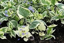 Бруннера крупнолистная 'Доусонз Вайт'