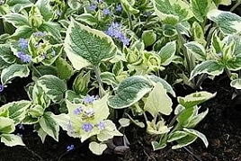 Бруннера крупнолистная 'Доусонз Вайт'